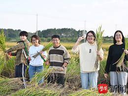 金奖大米到底好在哪儿？南京这群大学生稻田里寻答案