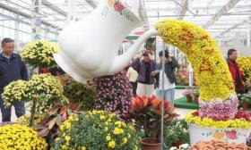 色彩缤纷 南京农业大学菊花基地“上新”